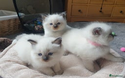 Ragdoll cats for sale: 5 fully seal point ragdoll kittens  - Image 19