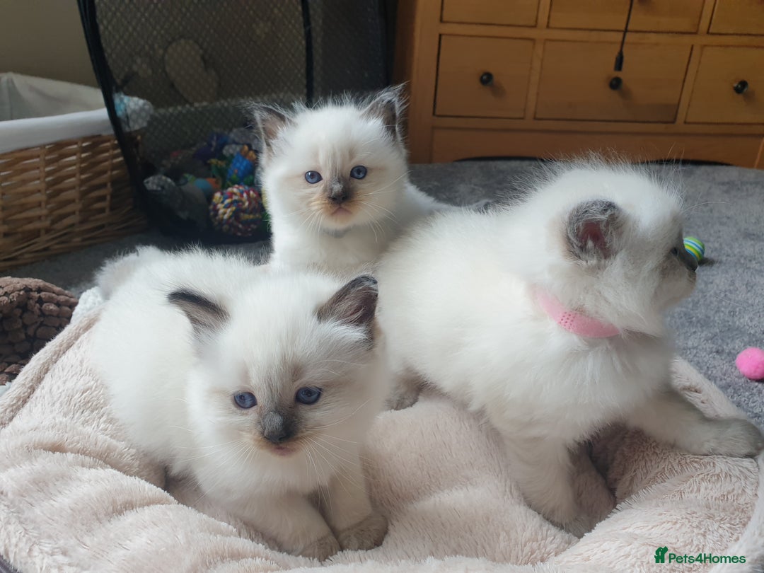 Ragdoll cats for sale: 5 fully seal point ragdoll kittens  - Image 19
