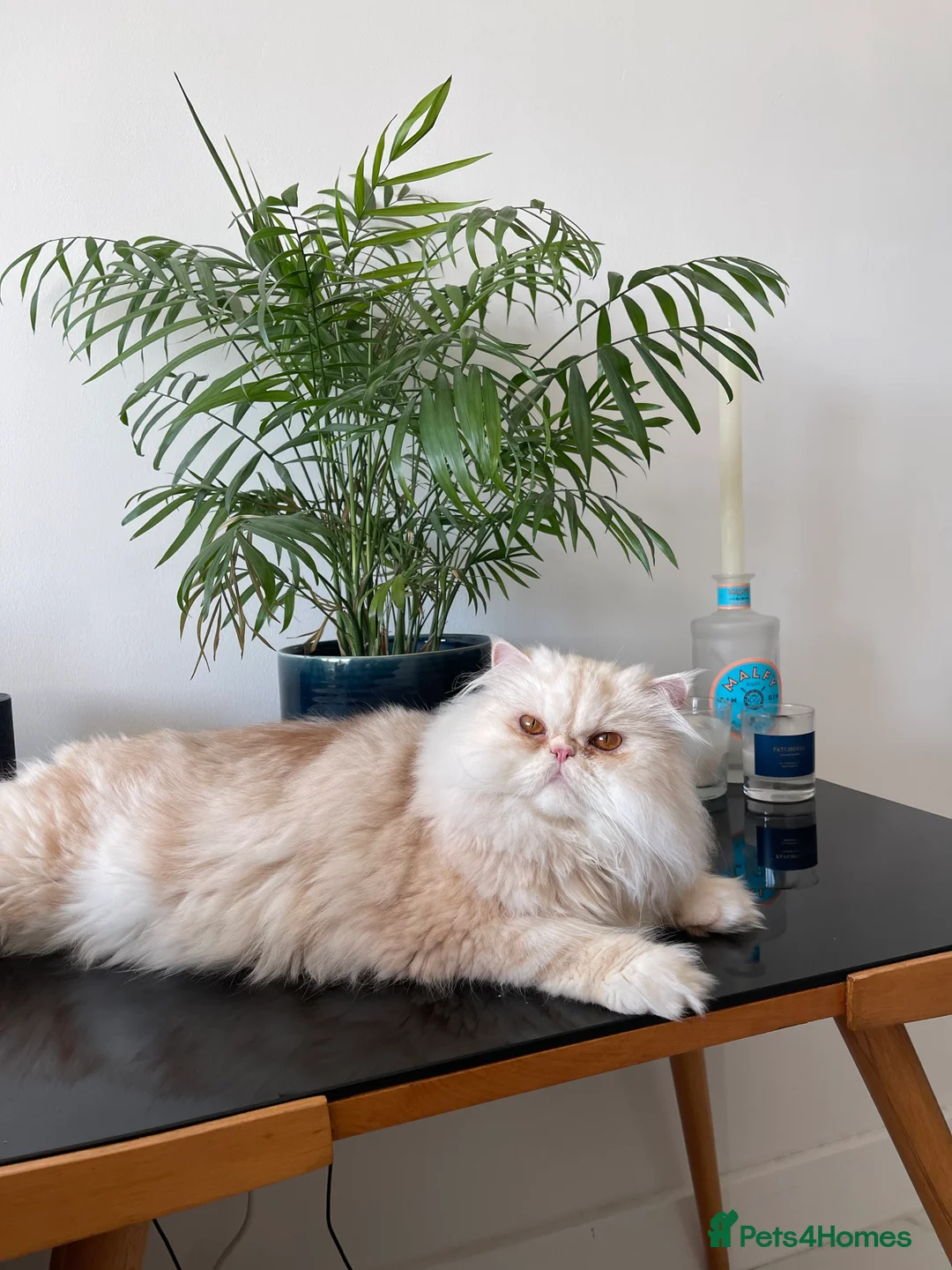 Persian cats for sale: GCCF 4-Year-Old Male Persian Cat - Neutered in London - Advert 2