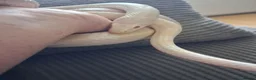 Corn Snake reptiles for sale: Various corn snakes for sale, Snow Tessera & more - Advert 29