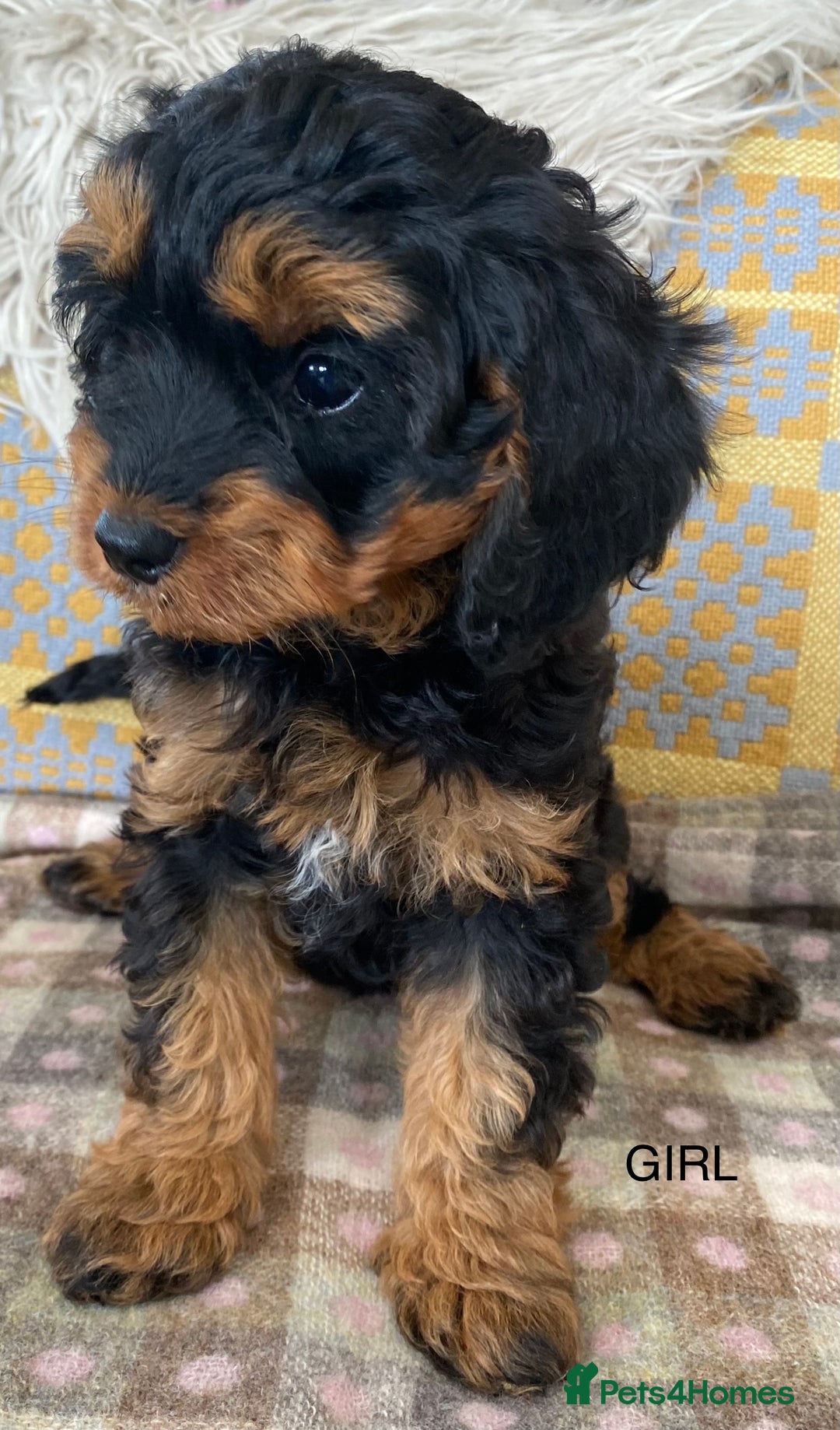 Cavapoo dogs for sale: Black and Tan Cavapoos - Image 5