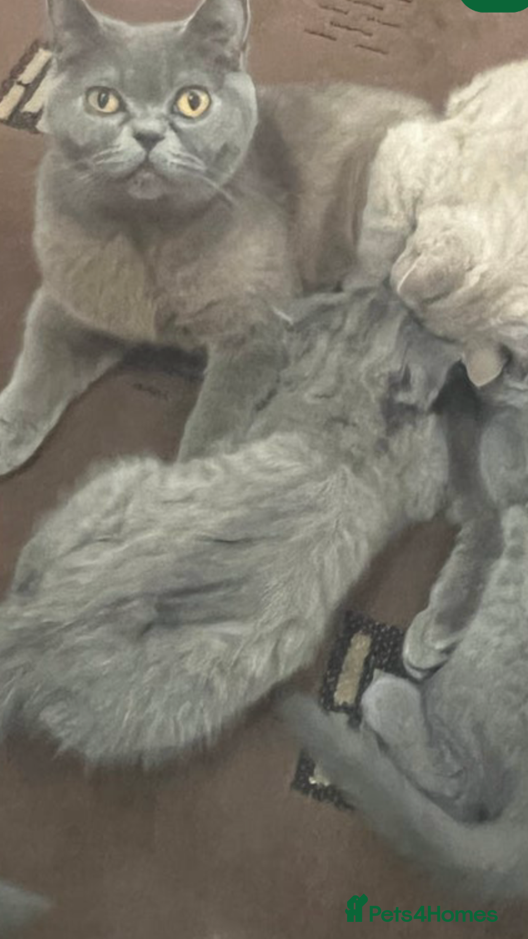 British Shorthair cats for sale: British short hair - Image 2