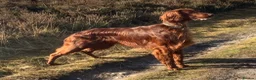 Irish Setter dogs for sale: Gorgeous Irish Setter Pups - Boys available KC - Advert 11