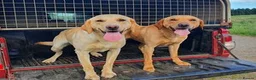 Labrador Retriever dogs for stud: LABRADOR STUD FTW SCARRABUS VANGUARD  - Advert 4
