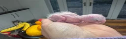 Parrots birds for sale: Hand Reared Yellow Thighed Caiques - Advert 2