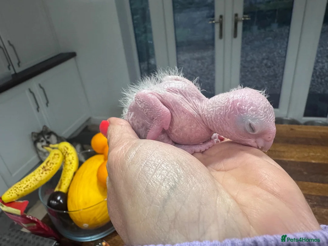 Parrots birds for sale: Hand Reared Yellow Thighed Caiques - Advert 2