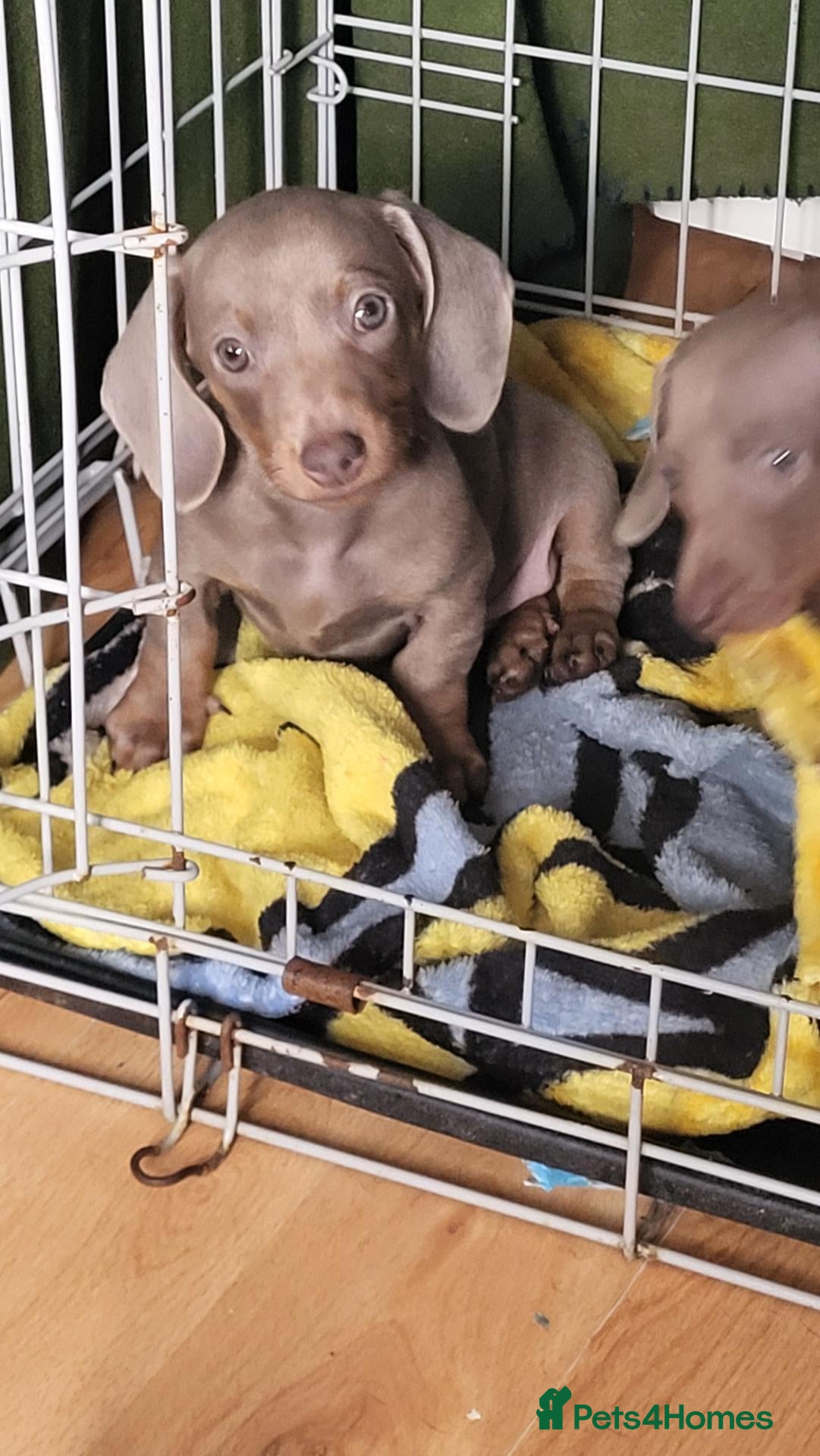 Dachshund dogs Dachshund puppies  - Advert 6