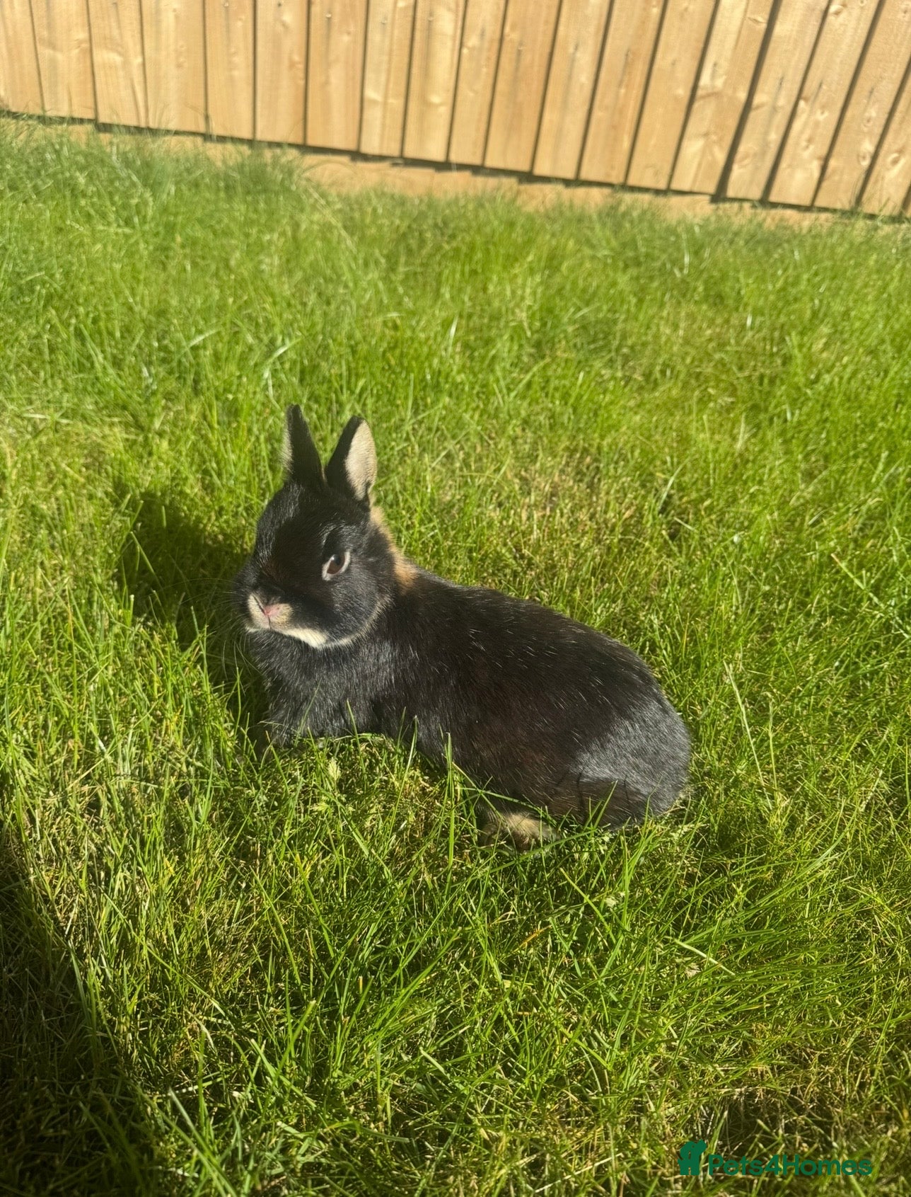 Netherland Dwarf rabbits Netherland Dwarf  Adults for sale  - Advert 1