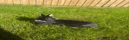 Netherland Dwarf rabbits for sale: Netherland Dwarf  Adults for sale  - Advert 1