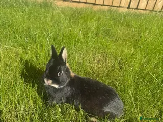 Netherland Dwarf rabbits Netherland Dwarf Adults for sale - Advert 1