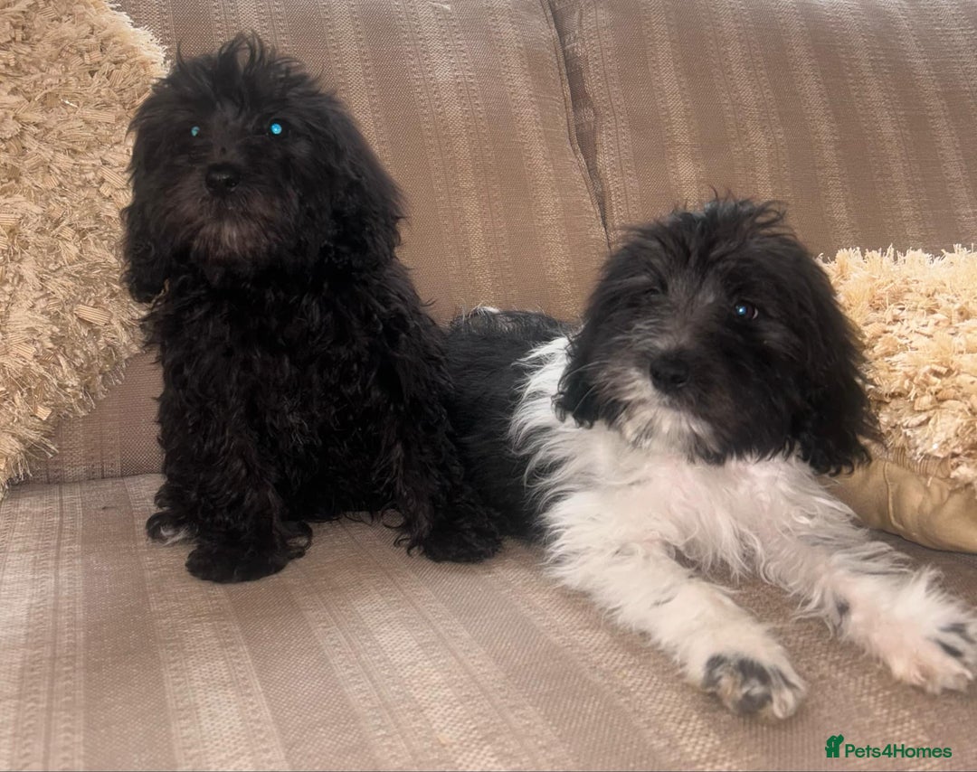Cockapoo dogs for sale: Stunning cockapoos male&female - Image 11