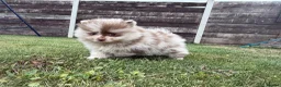 Pomeranian dogs for sale: 🍫🍦 CHOCOLATE CREAM MEARLE TEDDY BEARS🍫🍦 - Advert 7