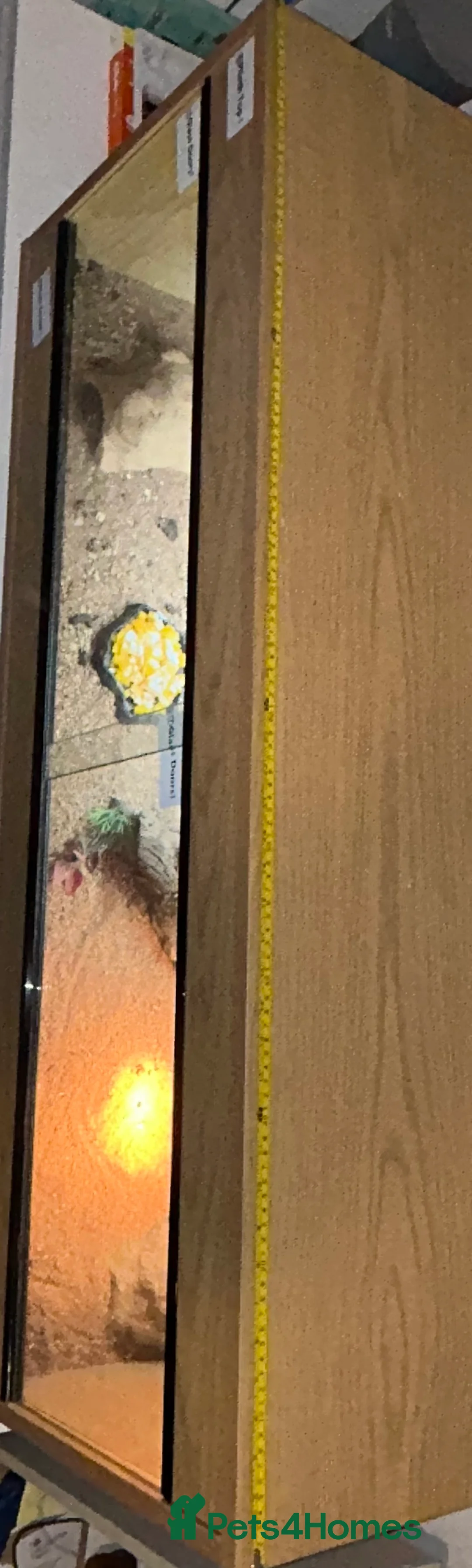 Bearded Dragon reptiles for sale: 1 year old female bearded dragon with enclosure  - Advert 12