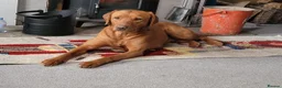 Labrador Retriever dogs for sale: Labrador Retriever Puppies - Advert 3
