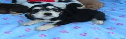 Cocker Spaniel dogs for sale: Beautiful Cocker Spaniel Puppies 🐾🐶🏡 - Advert 8