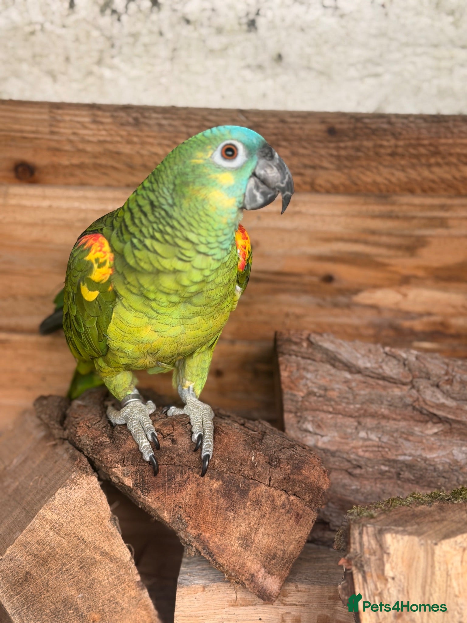 Parrots birds Blue fronted Amazon  - Advert 1