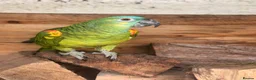 Parrots birds for sale: Blue fronted Amazon  in Bushey - Advert 1
