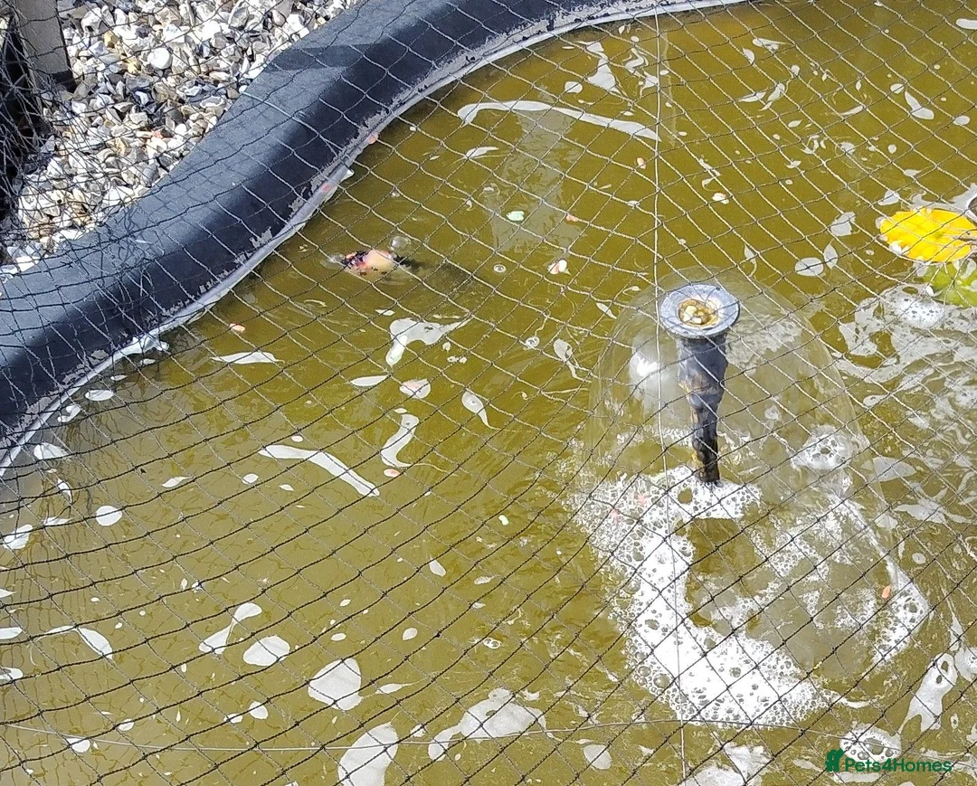 Pond Fish fish for sale: Pond fish for sale, approx 6 in Lincoln - Advert 1