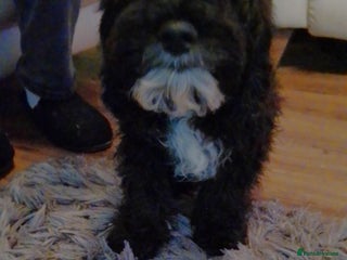 Cockapoo dogs F1 Cockapoo girls fully vaccinated - Advert 15