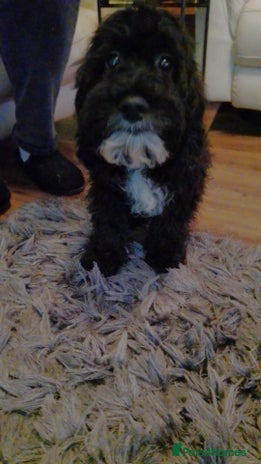 Cockapoo dogs F1 Cockapoo girls fully vaccinated - Advert 15