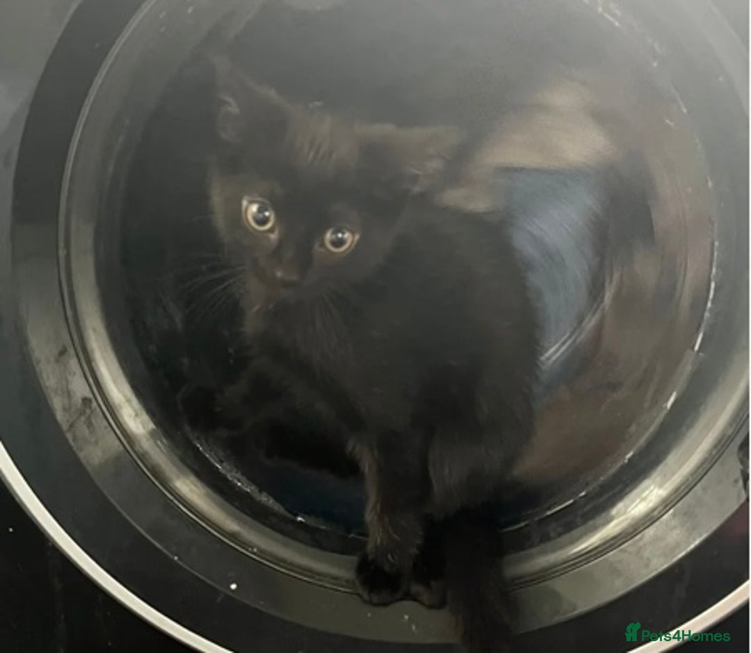 Mixed Breed cats for sale: Ready now beautiful boy chipped - Image 2