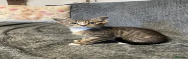 Maine Coon 3