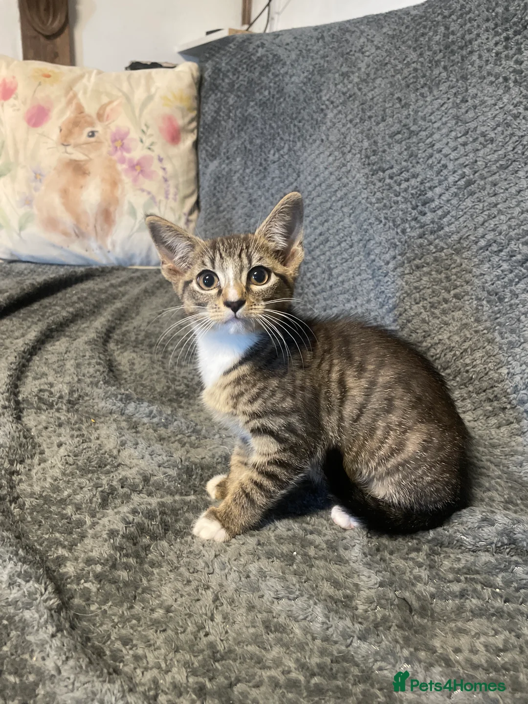 Maine Coon cats for sale: Playful, cuddly kittens  - Advert 2