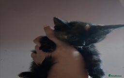 Mixed Breed cats for sale: Kittens/cats in need of new homes  - Image 3