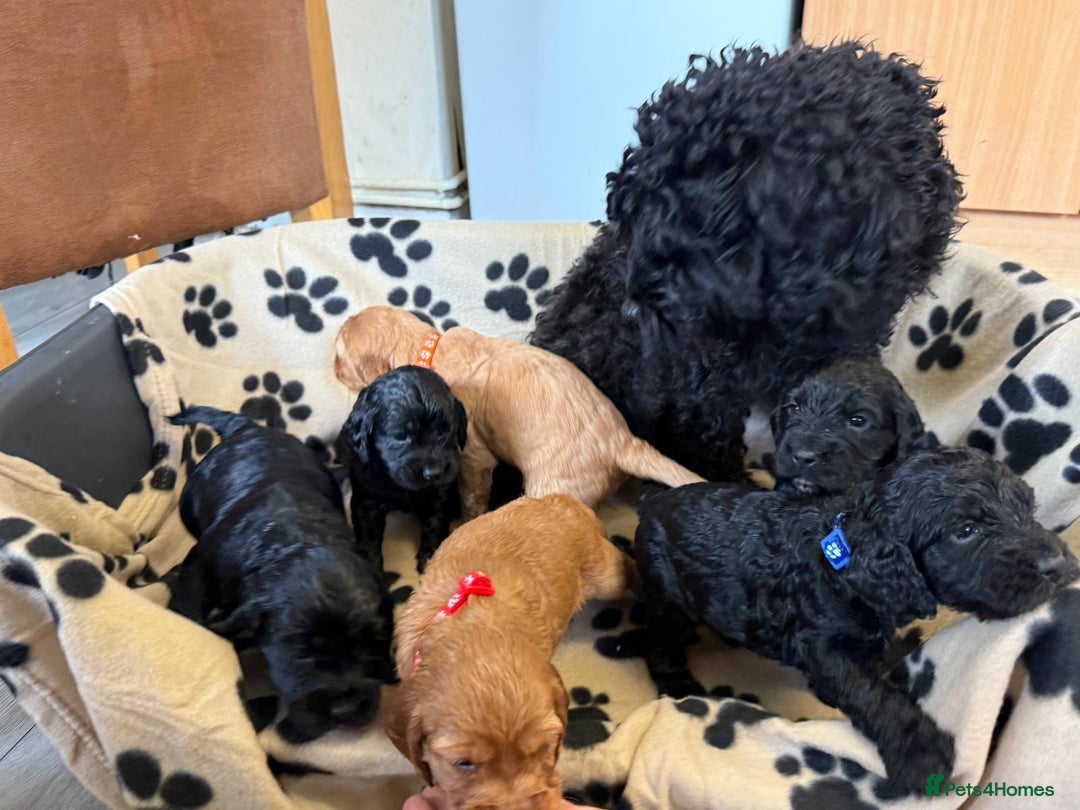 Cockapoo dogs for sale: Stunning F1B Cockerpoos - Image 4