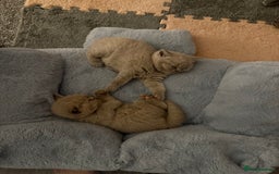 British Shorthair cats for sale: Champion Line British Shorthair Kittens - Image 19