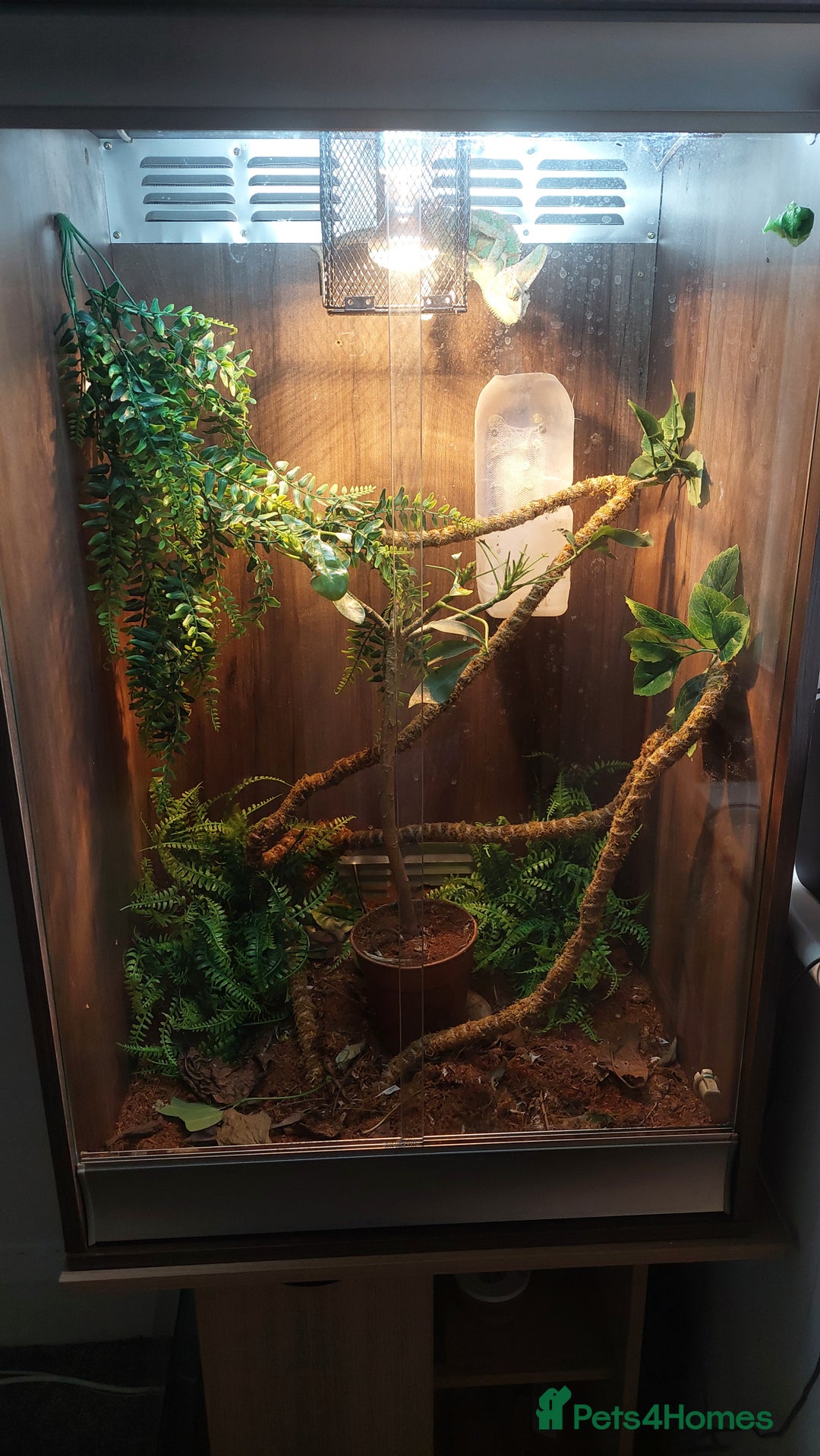 Chameleon reptiles for sale: Yemen chameleon 1 year with setup - Image 5