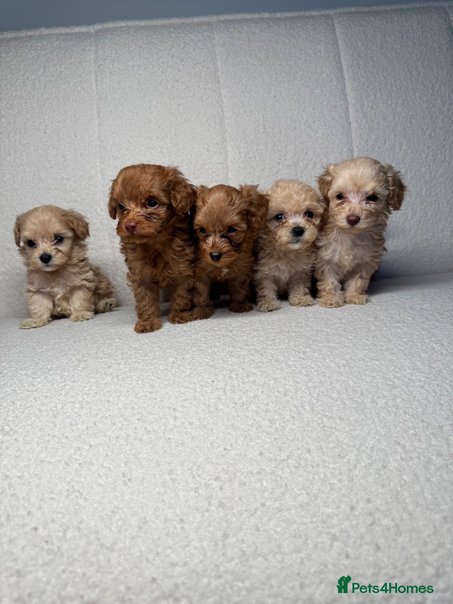 Cockapoo dogs 🐾 Adorable F1BB Teddy bear toy cockapoos 🐾 - Advert 2