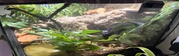 Gecko reptiles for sale: Spotted gargoyle gecko  - Advert 5