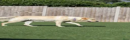 Mixed Breed dogs for adoption: Lovely Lucy - Advert 10