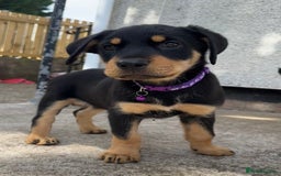 Rottweiler dogs for sale: Healthy Rottweiler puppies ready now  - Image 18