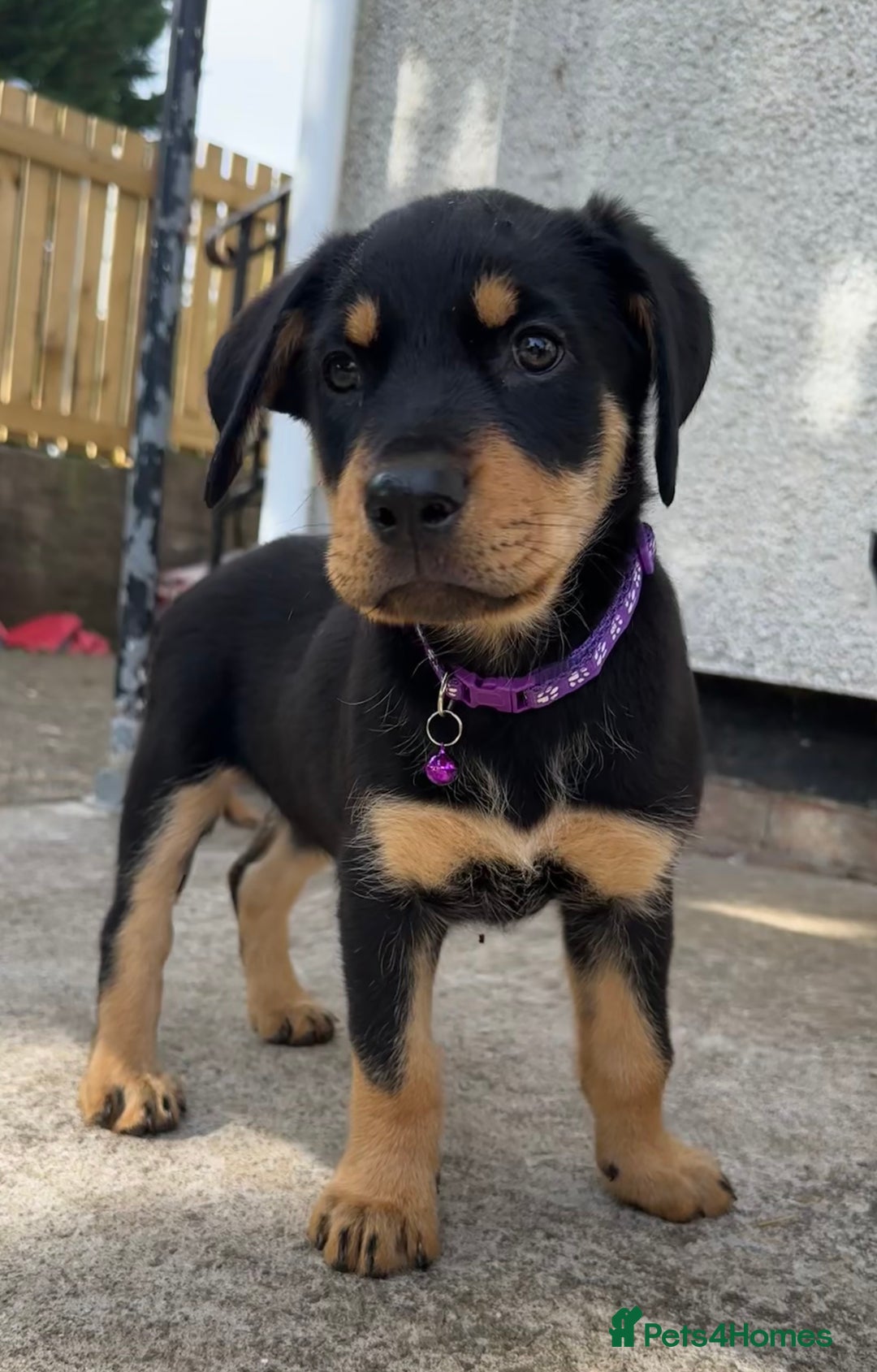 Rottweiler dogs for sale: Healthy Rottweiler puppies ready now  - Image 18