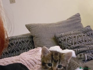 British Shorthair cats Adorable kittens - Advert 1