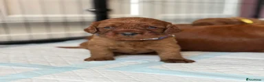Cavapoo 1