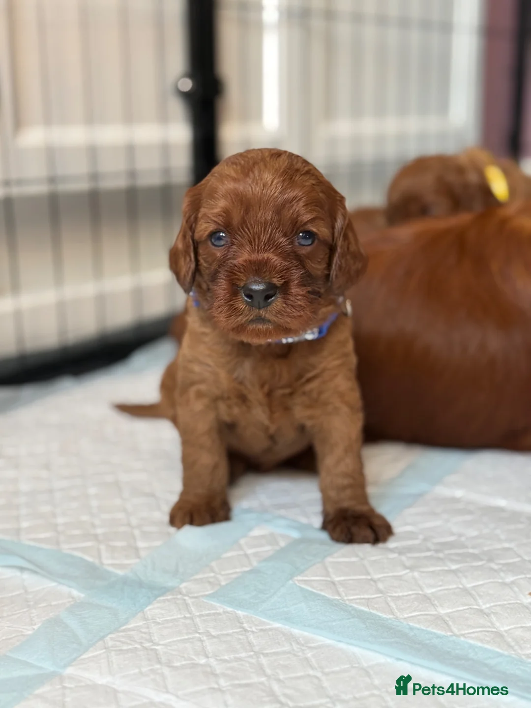 Cavapoo dogs for sale: Beautiful F1 Cavapoos - Advert 2