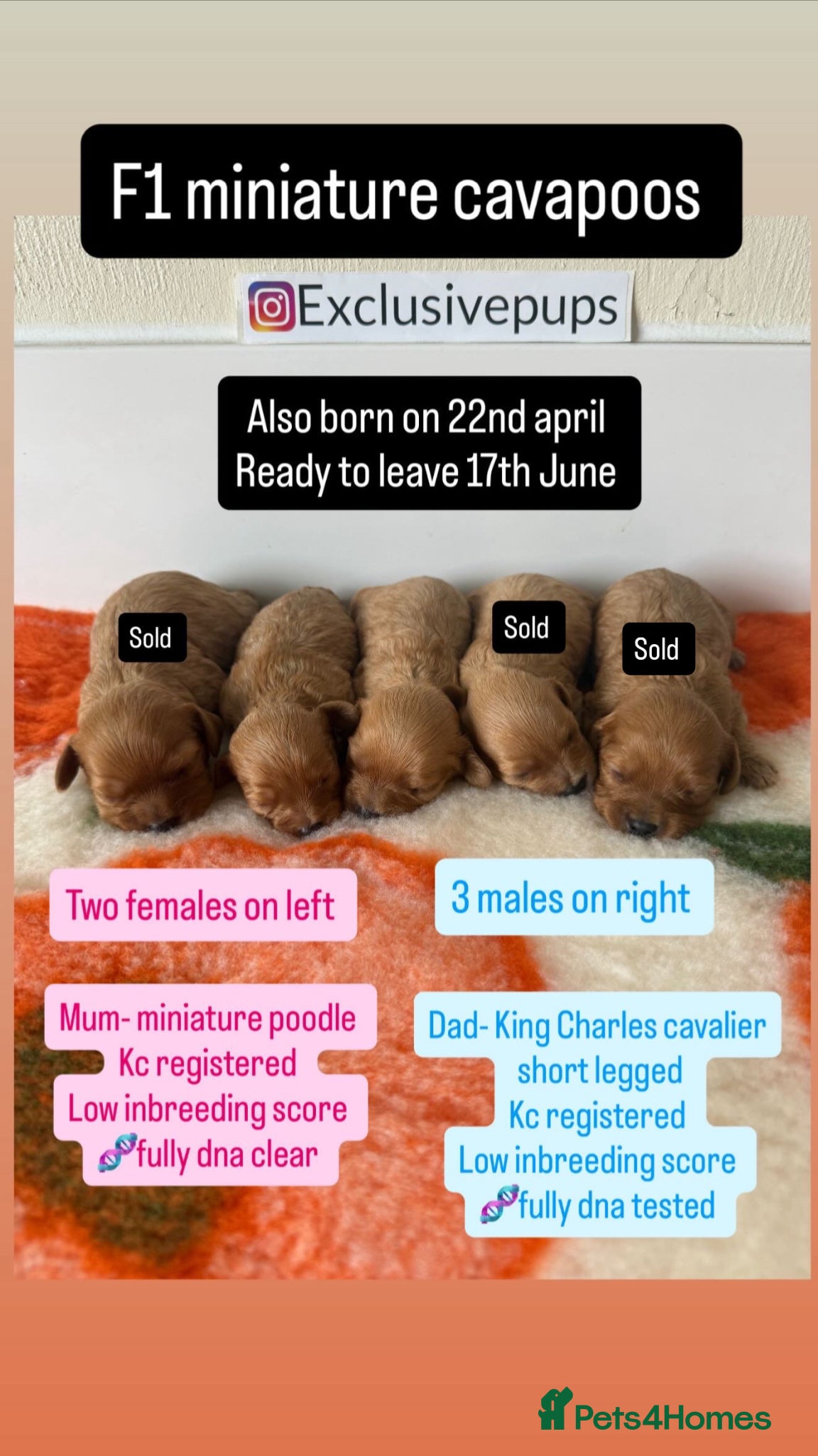 Cavapoo dogs 5⭐️  f1 miniature cavapoos 🧬🧬 - Advert 5