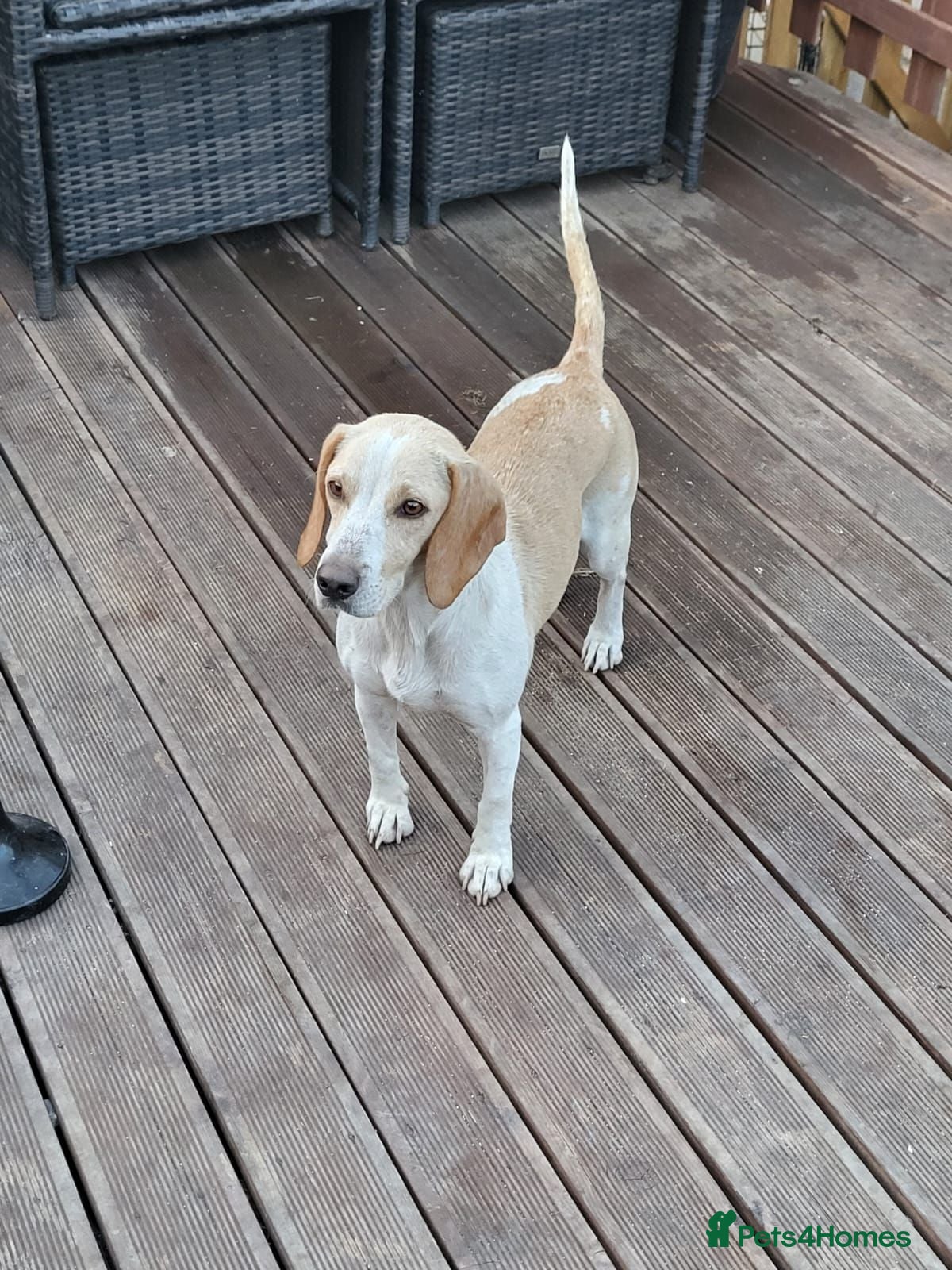 Beagle dogs Beaglepoo/poogles - Advert 1