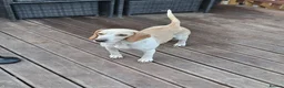 Beagle dogs for sale: Beaglepoo/poogles in Dartford - Advert 1