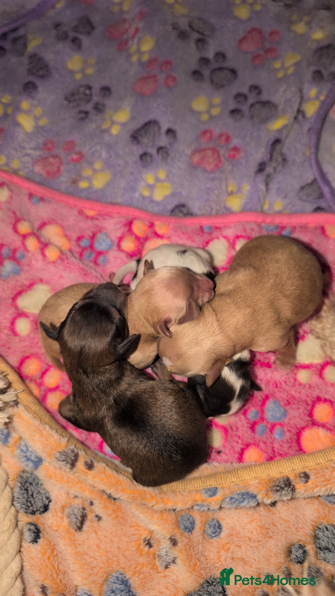 Cavapoo dogs for sale: One gorgeous cavapoo brown boy left ❤️ - Advert 16