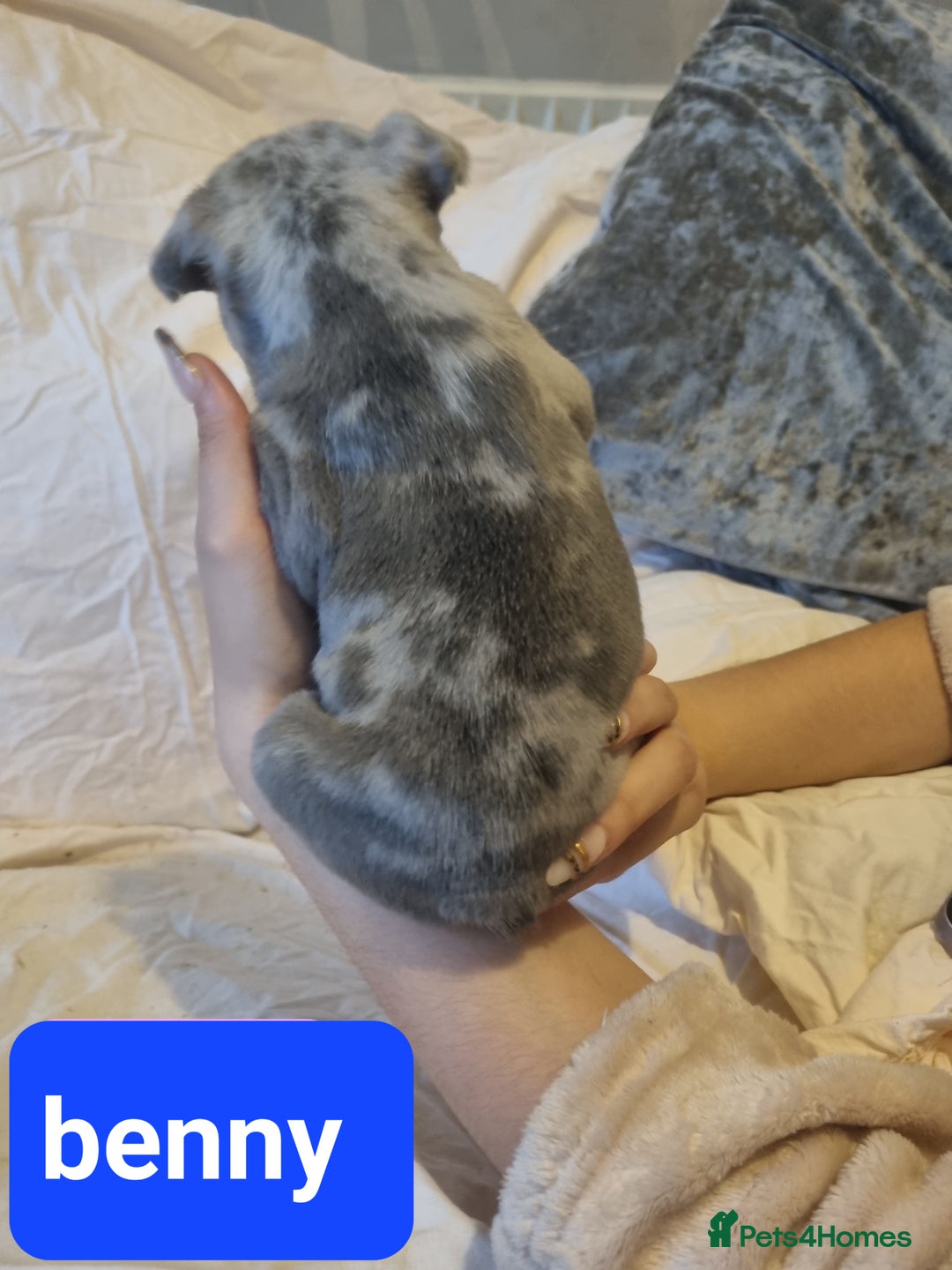 French Bulldog dogs for sale: Stunning litter of merle frenchies - Advert 17