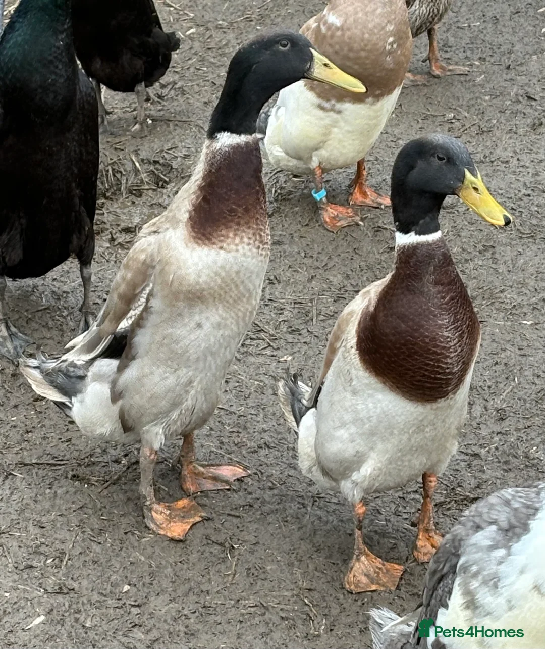 Ducks poultry for sale: 2 drake indian runners - Advert 3