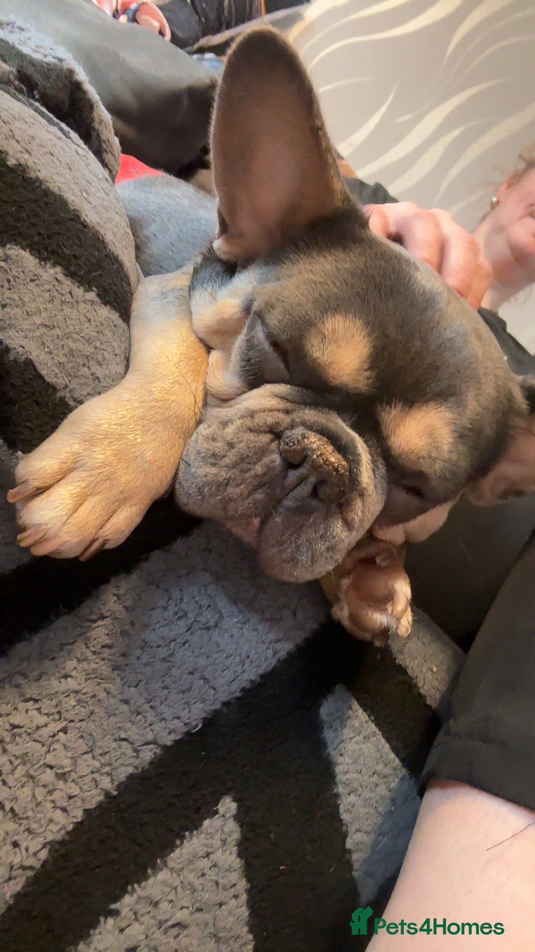 French Bulldog dogs for sale: Female French bulldog  - Advert 2