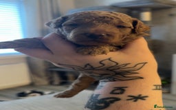 Schnoodle dogs for sale: Miniature Poodle X Schnoodle pups for sale - Image 9