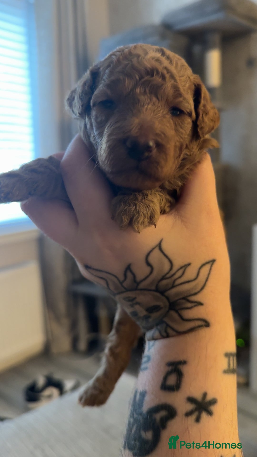 Schnoodle dogs for sale: Miniature Poodle X Schnoodle pups for sale - Image 9