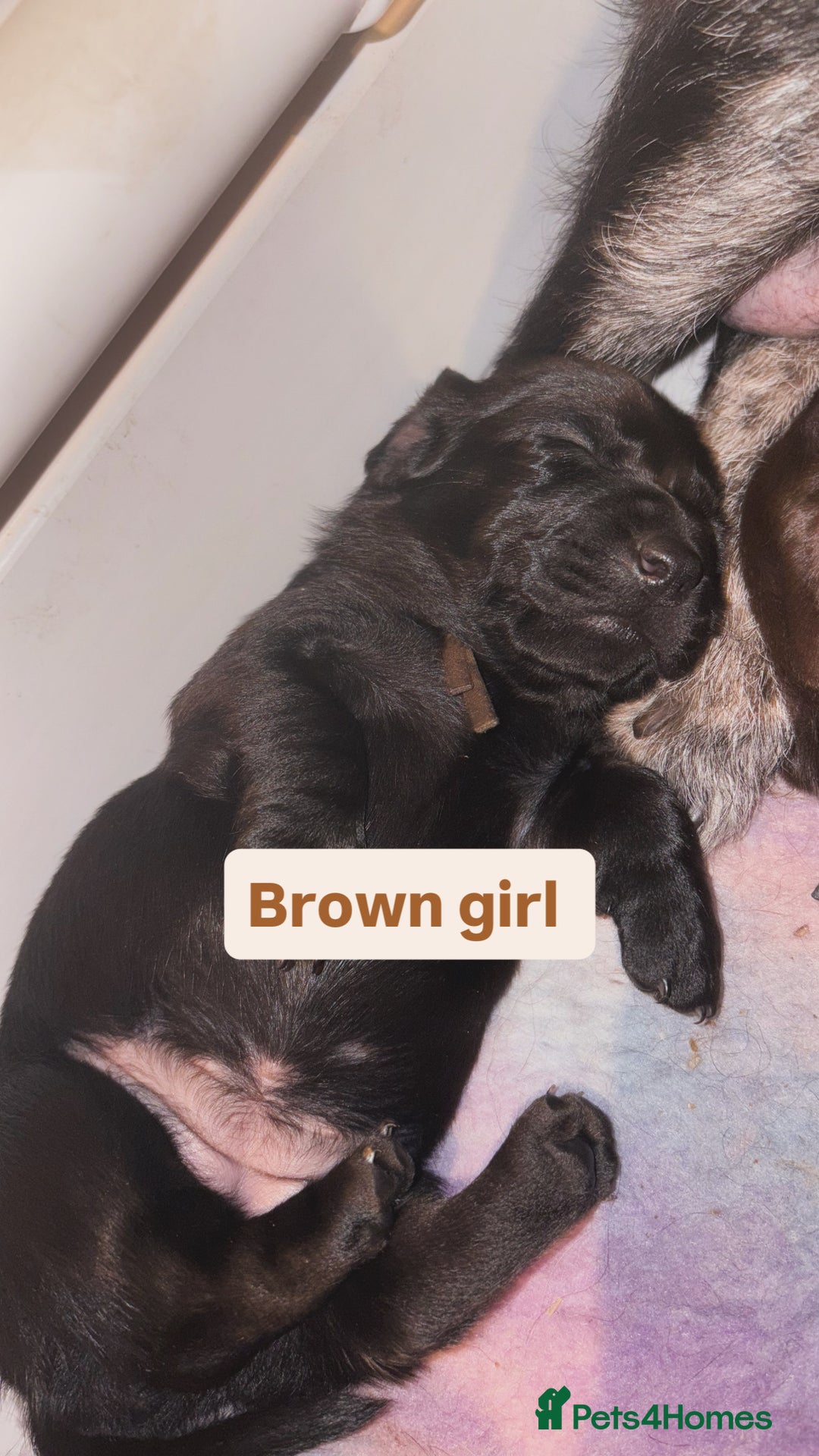Labradoodle dogs for sale: Stunning labradoodle puppies  - Image 7