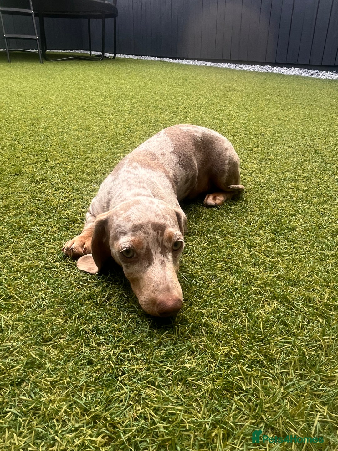 Miniature Dachshund dogs for sale: Miniature Dachshund (Bitch) - Image 10